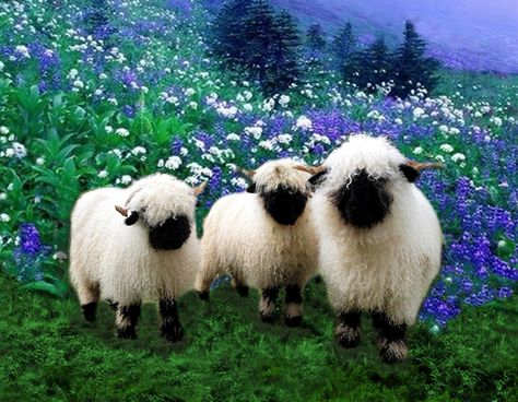 I love Valais Blacknose Sheep! Cloned several stock images to create design for my coffee mug and iPhone. Blacknose Sheep, Valais Blacknose, Valais Blacknose Sheep, Cele Mai Drăguțe Animale, Sheep And Lamb, Cute Sheep, Sweet Animals, Animal Photo, 귀여운 동물