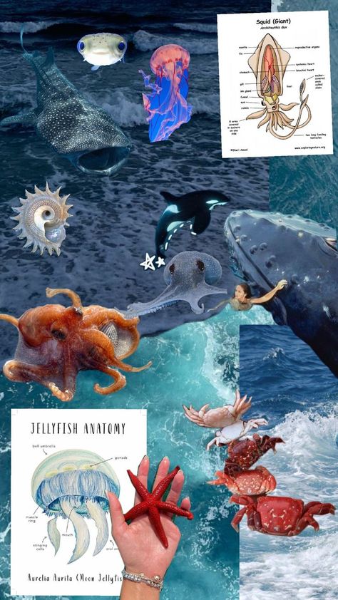 vision board Marin Biologist, Marin Biology, Bucketlist 2024, Biology Journal, Marines Girl, Marine Decor, Mermaid Core, Sea Otters, Marine Biologist