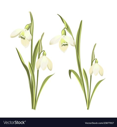 Snowdrops Illustration, Snowdrops Tattoo, Snowdrop Tattoo Design, Snowdrop Watercolor, Snowdrop Illustration, Snowdrop Painting, Snowdrop Flower Tattoo, Flowers Botanical Illustration, Flower Studies