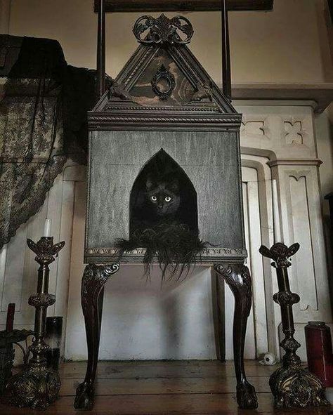 Gothic Shabby Chic Cat Bed Cave Decorations, Dark Maximalist, Katt Hus, Katt Diy, Katt Grejer, Arch Door, Gatos Cool, Gothic Arch, Gothic Bedroom