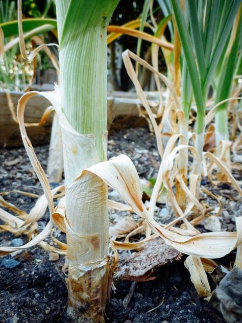 When To Harvest Garlic, Harvest Garlic, Garlic Garden, Garlic Flower, Harvesting Garlic, Planting Garlic, Garden Layout Vegetable, Growing Garlic, Perennial Vegetables