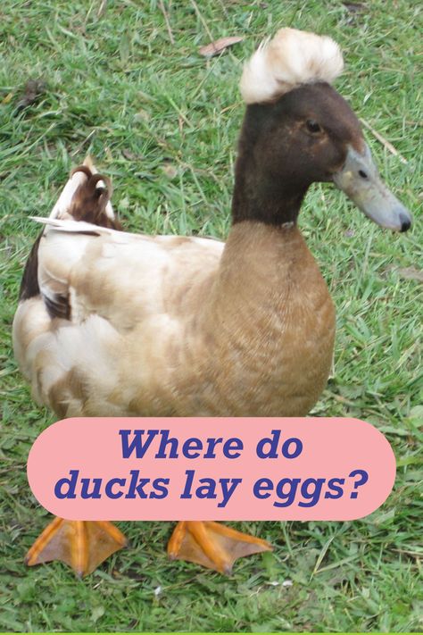 Where do ducks lay their eggs? Check out this article where I answer this question When Do Ducks Start Laying Eggs, Backyard Chickens Diy, Geese Breeds, Duck Stuff, Fowl Language, Duck Breeds, Raising Ducks, Runner Ducks, Duck And Ducklings