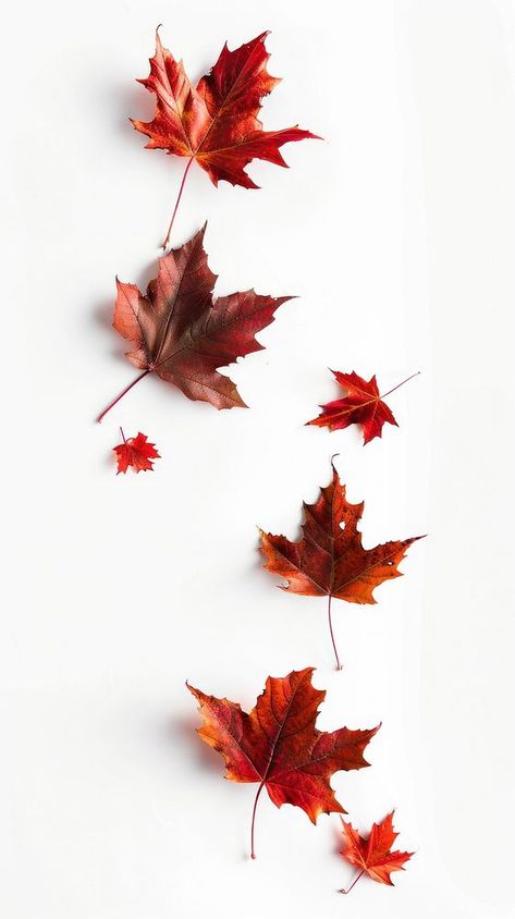 Autumn leaves on white background | free image by rawpixel.com / Busbus Cute Fall Wallpaper Iphone Backgrounds, Autumn Nature Wallpaper, Autumn Leaves Aesthetic, Fall Leaves Wallpaper, Fall Leaves Aesthetic, Iphone Wallpaper Autumn, Iphone Wallpaper Minimal, Nature Wallpaper Iphone, Fall Leaves Background