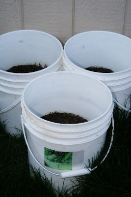 Gardening Buckets, Potatoes Growing, Container Potatoes, Grow Potatoes, 5 Gallon Buckets, Planting Potatoes, Bucket Gardening, Growing Potatoes, Garden Veggies