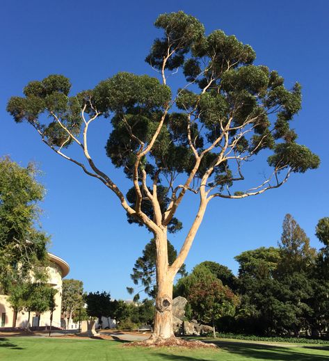 Eucalyptus Tree Eucalyptus Tree Outdoor, Eucalyptus Tree Tattoo, Ironwood Tree, Weird Trees, Australian Trees, Eucalyptus Trees, Environment Painting, Eucalyptus Tree, Tall Trees