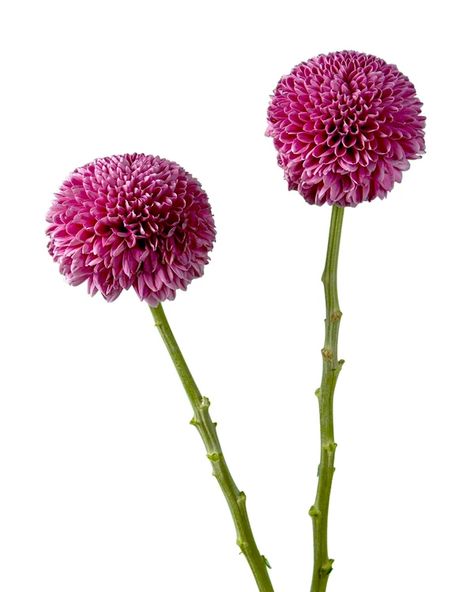 Disbuds Flower, Singular Flower, Bridgerton Wedding, Flowers Single, Stem Flowers, Flower Elements, Single Flowers, Flower Identification, Mums Flowers