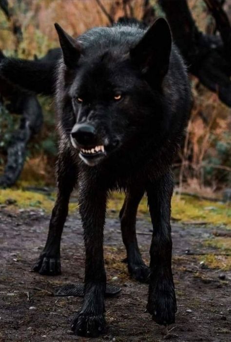 Wolf Poses, Animal Wallpapers, Werewolf Aesthetic, Wolf Photography, Scary Dogs, Wolf Photos, Wolf Love, Wolf Pictures, Beautiful Wolves