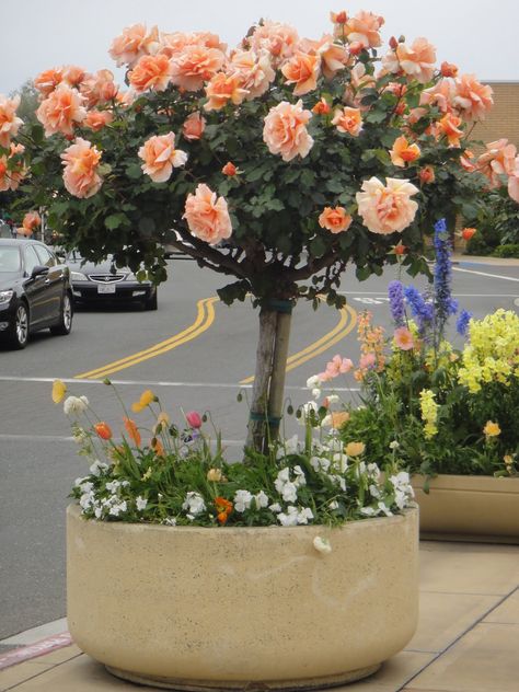 tree rose | Beautiful tree rose at Stanford Mall in Palo Alto. My guess is "Just ... Rose Bonsai, Container Roses, Rose Garden Landscape, Tree Rose, Rosen Beet, Rose Garden Design, Rose Beautiful, Rose Tree, Rose Belle