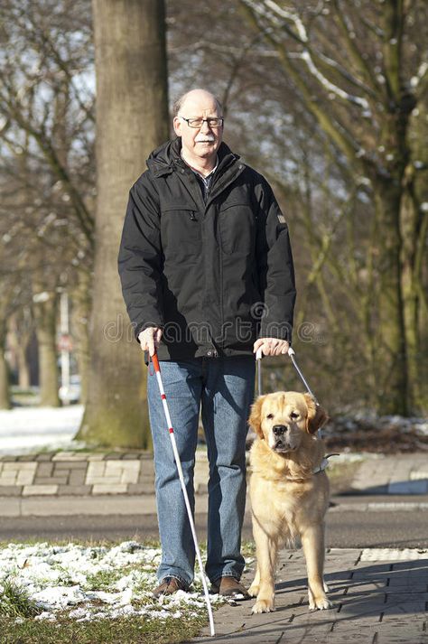 Guide dog is helping a blind man. A guide dog is helping a blind man in traffic #Sponsored , #SPONSORED, #Affiliate, #dog, #guide, #traffic, #helping Jervis Tetch, Working Dogs Breeds, Animal Photoshoot, Working Dog, Draw People, Therapy Animals, Kitty Images, Mobility Aids, Guide Dog