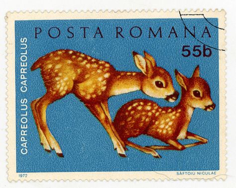 Romania deer stamp Deer Stamp, طوابع بريد, Postage Stamp Design, Old Stamps, Postage Stamp Art, Letter Stamps, Vintage Postage, Post Stamp, Postal Stamps