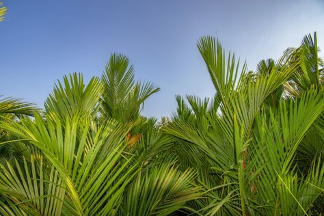 Areca Palm Care Tips: How to Grow Areca Palm Trees - 2024 - MasterClass Areca Palm Care, Areca Palm, Outdoor Landscaping, How To Grow, Master Class, Palm Trees, To Grow, Landscaping, Trees