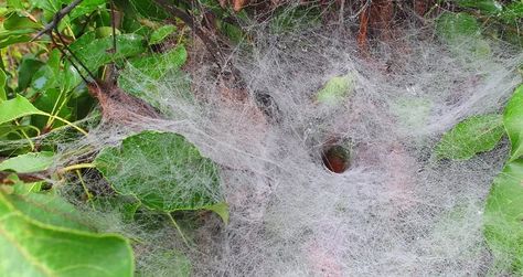 Spider Identification, Dangerous Spiders, Funnel Web Spider, Spider Venom, Types Of Spiders, House Spider, Giant Spider, Spider Webs, Bugs And Insects