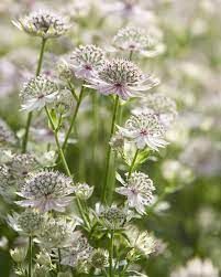 Astrantia Flower, Farmer Gracy, Astrantia Major, Summer Bulbs, Pink Plant, Hardy Perennials, Woodland Garden, Garden Borders, White Gardens