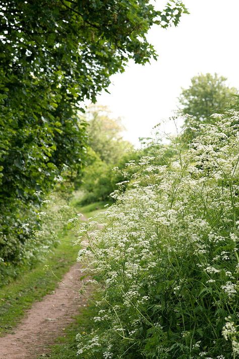 Woodland path with cow parsley in Brecon Powys Wales UK Cows Parsley, English Woodland, British Woodland, Luttrellstown Castle, English Coast, Woodland Path, Aesthetic Country, Berry Garden, Paint Inspo