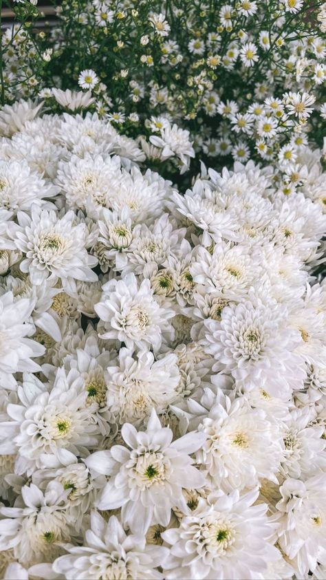 by Awkarin Aesthetic Wallpaper Wall, Chrysanthemum Morifolium, Floral Design Wallpaper, Studio Ghibli Background, Flower Identification, Nothing But Flowers, Wedding Stylist, Chrysanthemum Flower, Skull Wallpaper