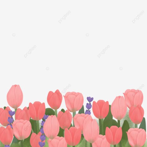 Tulip Background, Tulip Png, Tulips Background, Tulips Clipart, Tulips Design, Tulip Clipart, Tulips Images, Tulips Pink, Tulip Drawing