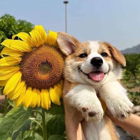 Cute Corgi Puppy Wallpaper, Corgi Dog Aesthetic, Corgi Puppy Wallpaper, Corgi Puppy Aesthetic, Corgi Aesthetic, Corgi Puppy Drawing, Corgi Face, Baby Corgi, Cute Corgi Puppy