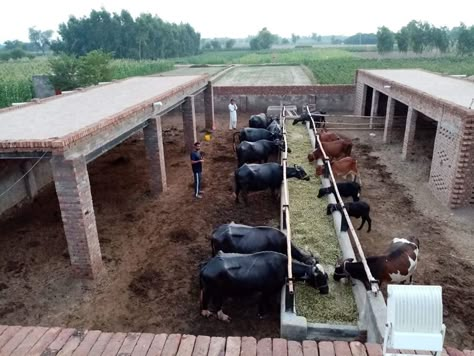 Cow Farming Ideas, Cow Farm Ideas, Cow Farm Design, Cow Farming Design, Beef Cattle Barn Design, Pig Farm Structure, Poultry Farm Buildings, Cow Shed Design, Hydroponic Gardening System