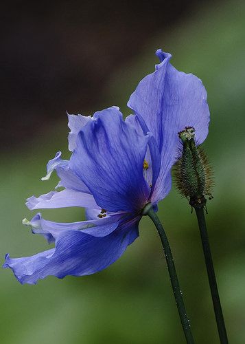 Blue Himalayan poppy Himalayan Poppies, Himalayan Poppy, Flower References, Blue Poppies, Beautiful Canada, Plant Fungus, Poppy Art, Vintage Ideas, Blue Poppy