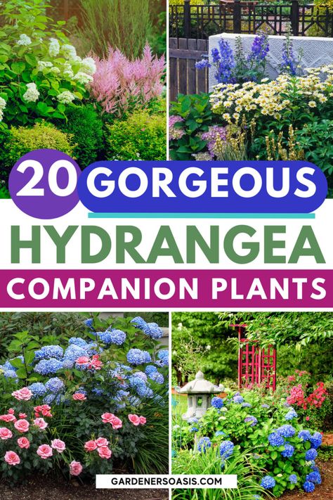 Create a beautiful garden with Hydrangeas with our list of the best sun-loving Hydrangea companion plants, including full sun plants and shrubs to grow with Hydrangeas. Hydragenas Garden Ideas, Full Sun Hydrangea, Hydrangea Companion Plants, Plant Pairings, Hydrangea Plant, Hydrangea Landscaping, Hydrangea Shrub, Hydrangea Varieties, Types Of Hydrangeas