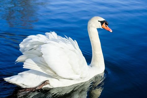 Swan Bird Water - Free photo on Pixabay Swan Photography, Swan Pictures, Baby Swan, Mute Swan, Beautiful Swan, Dangerous Animals, Lovely Creatures, Facts For Kids, Birds Flying