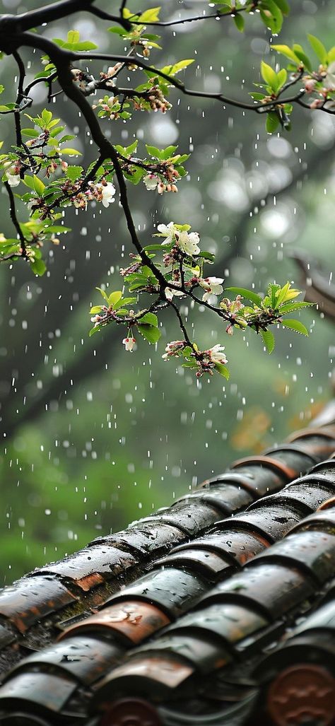 Rainy Day Wallpaper, Rainy Wallpaper, Cozy Rainy Day, Xiaomi Wallpapers, 4k Images, Iphone Wallpaper Classy, Cool Pictures For Wallpaper, Hd Nature Wallpapers, Iphone Wallpaper Hd Nature