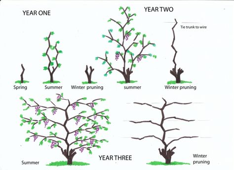 Grape Vine Pruning, Grapes Growing, Grape Vine Trellis, Grape Trellis, Grape Plant, Vine Trellis, Plantas Bonsai, Garden Vines, Growing Grapes