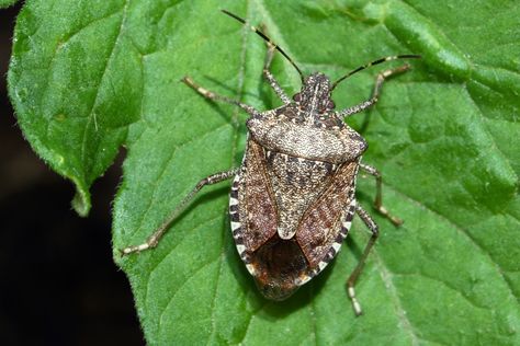 STINK bugs spotted in London and Surrey have sparked fears the insect that “smells like farts” is invading the UK and could devastate crops. The sightings of the tiny foul-smelling pest – renowned for its stench, tendency to invade homes and destroy harvests – have caused a stir amongst the agricultural sector. Although it is […] Stink Bug Spray, Stink Bug, Squash Bugs, Flea Beetles, Messy House, Types Of Insects, Stink Bugs, Plant Pests, Japanese Beetles