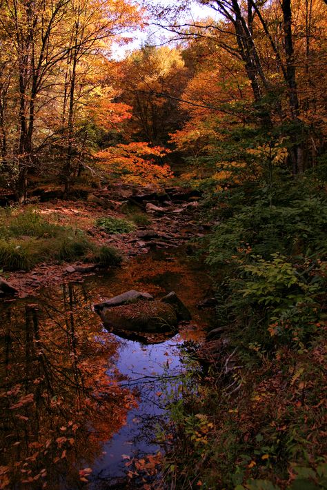 Seneca Creek #fall #autumn #WestVirginia Fall In Appalachia, Autumn In West Virginia, Northern Virginia, Camp Half Blood, West Virginia, Virginia, Country Roads