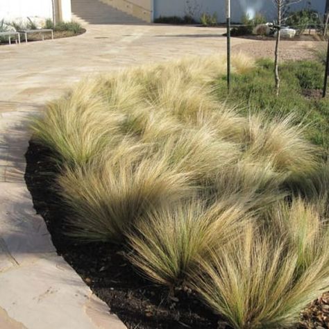 Ornamental Grass Landscape, Succulent Landscape Design, Succulent Landscaping, Landscaping Inspiration, Front Yard Design, Grasses Landscaping, Backyard Diy, Front Landscaping, Grasses Garden