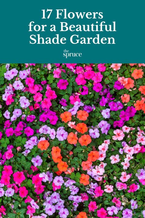 Flowers In Shaded Area, Partial Shade Flowers Pots, Perinneal Garden Plan Shade, Annual Flowers For Partial Sun, Flowers Shaded Area, Wild Flowers That Grow In Shade, Flowers That Do Well In Shade, Perinals Flowers Beds Shade, Impatients Flowers Landscape