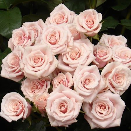 <p> Majolika Pink - beautiful Vintage, Dusky Pink Spray Roses - wholesaled in 100 stem wraps.</p> Pink Centerpieces, Light Pink Wedding, Rose Varieties, Types Of Roses, Light Pink Flowers, Light Pink Rose, Florist Supplies, Pink Wedding Flowers, Flowers Delivered