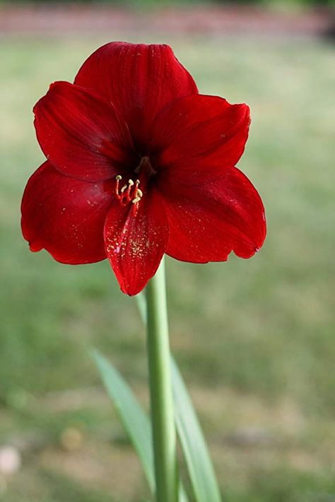 Red Amaryllis, Amaryllis Flowers, Amaryllis Bulbs, Red Lily, Red Blossoms, Red Lion, Bulb Flowers, Exotic Flowers, Calla Lily