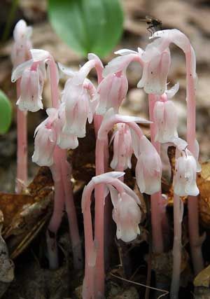 Indian Pipe Plant, Ghost Pipe Flower, Corpse Plant, Monotropa Uniflora, Ghost Pipe, Ghost Flower, Ghost Plant, Goth Garden, Plant Fungus