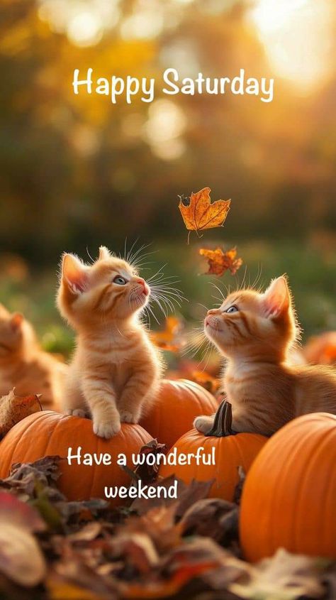 Happy Saturday Fall Images, Fall Saturday Morning Quotes, Good Morning Happy Saturday Fall, Happy Saturday Fall, Saturday Morning Greetings, Autumn Saturday, Happy Saturday Pictures, Blessed Saturday, Happy Weekend Images