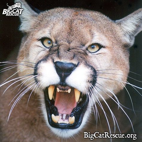 Cody cougar is having a roaring great weekend, how about you? Big Cat Rescue, Scary Cat, Mountain Lion, Cat Behavior, Cat Facts, Large Cats, Leopards, 귀여운 동물, Beautiful Cats