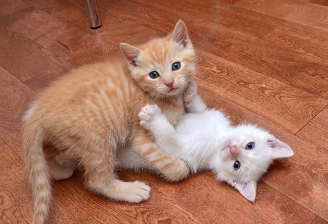 Orange and white kittens White Cat And Orange Cat Together, White And Orange Cats Together, Orange Cat And White Cat, Orange And White Cat Aesthetic, Orange And White Kitten, White And Orange Cat, Orange White Cat, Orange And White Cat, Baby Orange