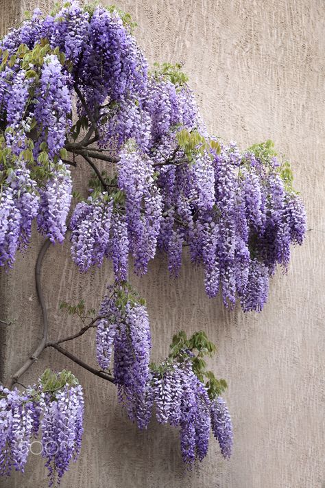 Garden Wisteria, Wisteria Pergola, Purple Loosestrife, Japanese Inspired Garden, Wisteria Garden, Bamboo Species, Wisteria Plant, Wisteria Vine, Autumn Clematis