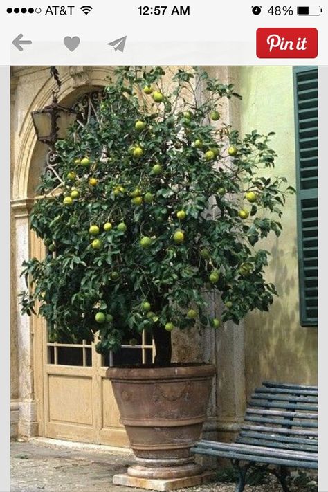 Potted Gardens, Spanish Courtyard, Scott Street, Pot Gardening, Citrus Tree, Tanaman Pot, Front Walkway, Garden Inspo, Lime Tree