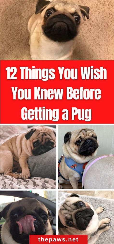 If you are a pug parent, you'll surely relate to these 12 things you wish you knew. But if you are still planning, this might be helpful! Teacup Pug Puppies, Pug Training, Funny Talking Dog, Pug Facts, Teacup Pug, Pug Accessories, Cute Pug Puppies, Pug Dogs, Baby Pugs