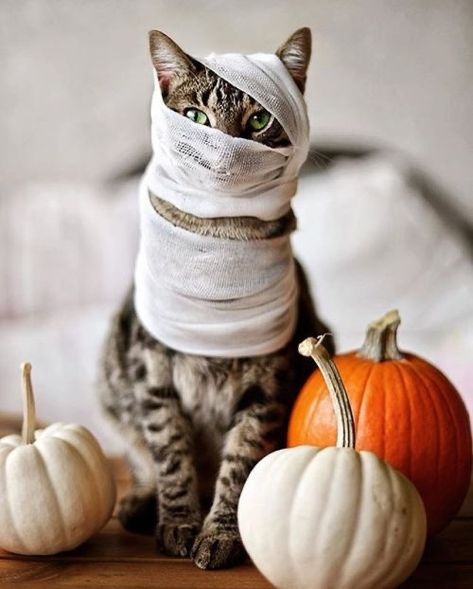 Animal Photoshoot, Gatto Carino, Cat Tattoos, Cat Halloween Costume, Pet Halloween Costumes, Great Cat, Cat Photography, Halloween Animals, Pet Safety