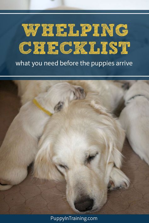 Whelping Checklist - What supplies do you need before your dog has a litter of puppies? After whelping two litters and raising four we feel very well prepared especially after putting together our very own Whelping Supply Checklist that includes everything we can think of that we’ll need (and not need) before Raven’s next litter of Golden Retriever pups. #whelpingchecklist #whelpingsupplylist #whelpingpuppies #whelpingyourpuppies Dog Having Puppies, Dog Breeding Business, Whelping Puppies, Dog Birth, Litter Of Puppies, Newborn Puppies, Pregnant Dog, Easiest Dogs To Train, Golden Retriever Mix