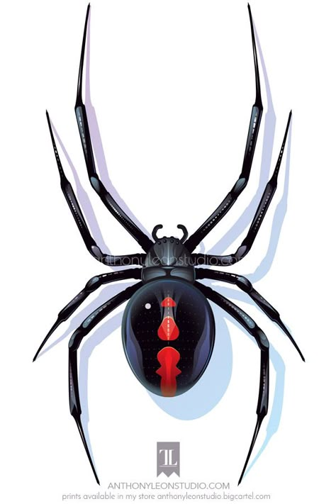 Artwork of Black Widow spider done in a graphic style. Cool Insects Tattoo, 3d Black Widow Spider Tattoo, Black Widow Spider Photography, Cool Spider Drawings, Realistic Spider Drawing, Spider Painting Acrylic, Creepy Spider Drawing, Black Widow Spider Art, Spider Art Drawing