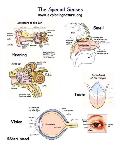 Special Senses ...(chap. 15) Special Senses Anatomy Physiology, Special Senses Anatomy Notes, Human Eye Class 10 Notes, The Eye Biology Notes, Salivary Glands Anatomy, Physiology Notes, Respiratory Therapist Student, Sense Organs, Nurse Teaching