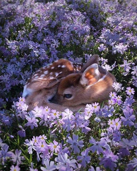 Regnul Animal, Haiwan Comel, Cele Mai Drăguțe Animale, Baby Animals Pictures, Animale Rare, Cutest Animals, Haiwan Peliharaan, Baby Deer, Quarter Horse