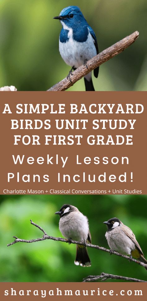 Conservation Activities, Simple Backyard, Science Week, Summer Camp Activities, Camp Activities, What Is A Bird, Bird Book, Classical Conversations, Unit Study