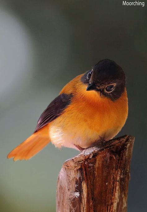 Black & Orange Flycatcher Kinds Of Birds, Bird Pictures, Nature Birds, Exotic Birds, All Birds, Pretty Birds, Bird Photo, Colorful Birds, Cute Birds