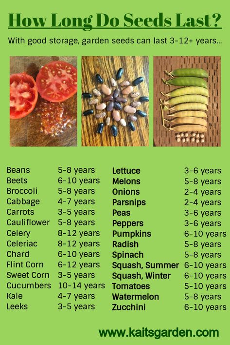 How Long Do Vegetable Seeds Last? With good storage, garden seeds can last 3-12+ years / www.kaitsgarden.com نباتات منزلية, Survival Gardening, Garden Types, Vegetable Seeds, Seed Saving, Veg Garden, Home Vegetable Garden, Food Garden, Veggie Garden