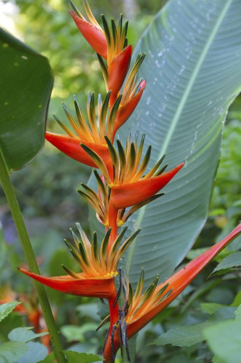 Few plants evince the exotic tropics like the bird of paradise. The unique flower has vivid colors and a statuesque profile that is unmistakable. Read this article to learn more about the types of bird of paradise plants. Birds Of Paradise Plant, Paradise Plant, Birds Of Paradise Flower, Desain Lanskap, Unusual Plants, Unusual Flowers, Unique Flower, Rare Flowers, Tropical Landscaping