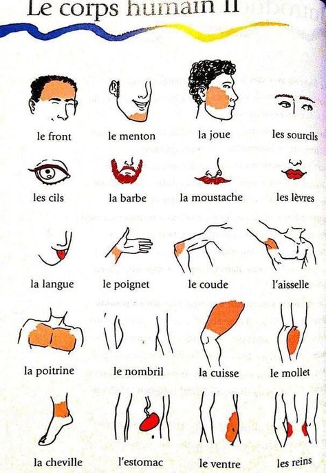 French Language Learning Kids, French Language Basics, Learn French Beginner, French Basics, French Conversation, French Flashcards, Basic French Words, French Worksheets, French Teaching Resources